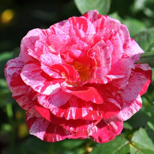 Miniatura 2 de Heirloom Roses Planta de rosas - Scentimental™ Multi Rosal, Arbusto Planta viva para plantar al aire libre