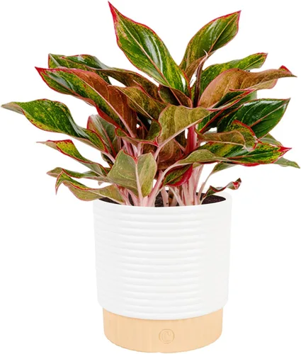 Miniatura 13 de Costa Farms Árbol de hoja perenne chino, fácil de cultivar, planta de interior en maceta en maceta en bonita maceta decorativa, regalo diario