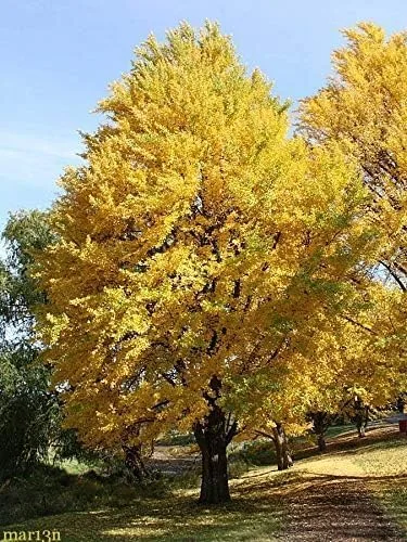 Planta viva - Árbol de ginkgo (árbol de pelo de madrid-ginkobiloba) para jardinería y plantación