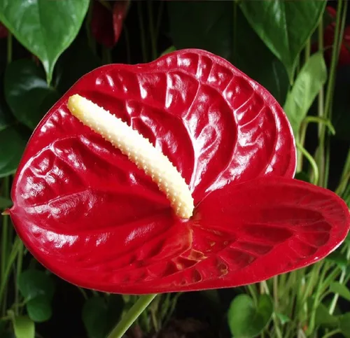 Miniatura 4 de Summer Special - Planta de anturio rojo hawaiano de 6 a 10 pulgadas en una maceta de 2 pulgadas