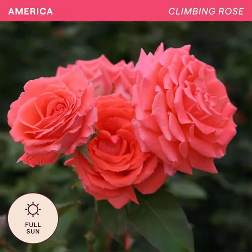 Miniatura 4 de Rosas trepadoras de reliquia, planta de raíz propia viva para jardín al aire libre, America™, zonas de rusticidad muy fragantes 5-10, floración