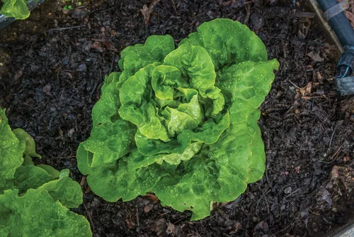 Miniatura 2 de Semillas de lechuga Burpee Buttercrunch híbrido (orgánico) 1100 semillas Buttercrunch Hybrid (Orgánico)
