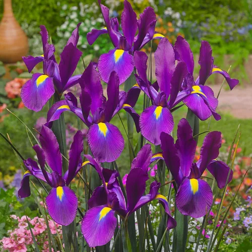Miniatura 2 de Votaniki Bulbos de sensación de iris holandés púrpura – Impresionantes flores moradas y amarillas para jardines de primavera Fácil de cultivar