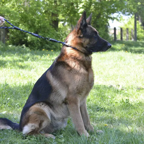 Miniatura 5 de BronzeDog Rope Pro - Collar de entrenamiento para perro trenzado sin tirones, collares redondos de liberación rápida para perros pequeños, medianos