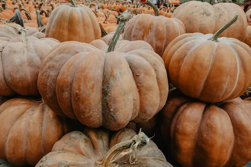 Miniatura 2 de Semillas de calabaza "Fairytale" – Exhibición versátil y calabaza de cocina Carne cremosa, suave y dulce Cucurbita Maxima 'Fairytale' Nunca
