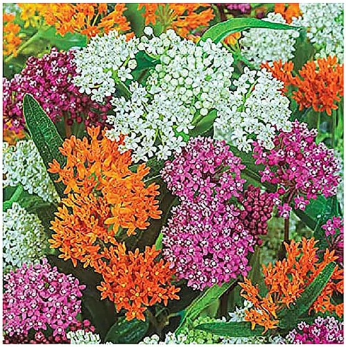 Miniatura 5 de Semillas de algodoncillo de pantano rosa para ayudar a salvar a las mariposas monarca - Incarnata Milkweed