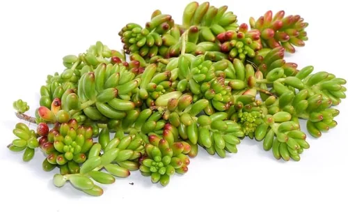 Esquejes de suculentas vivas - Esquejes de suculentas a granel (paquete de 20) (Sedum Rubrotinctum Esquejes de suculentas)