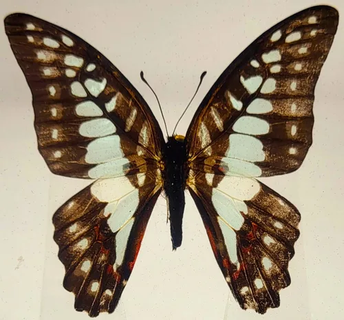 Miniatura 20 de Mariposa Bluebottle real de 2.9 pulgadas en resina de Lucite transparente, grafio, sarpedón, colección de manualidades para biología, ciencias