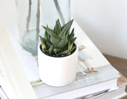 Miniatura 5 de Haworthia - Planta suculenta viva en maceta blanca, plantas suculentas vivas, plantas de interior vivas, plantas de interior vivas, plantas