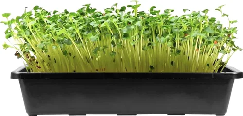 Miniatura 6 de MOUYAT Paquete de 14 bandejas de inicio de semillas de 15 x 12 pulgadas, bandejas de cultivo inferior de malla de plástico, bandejas de germinación