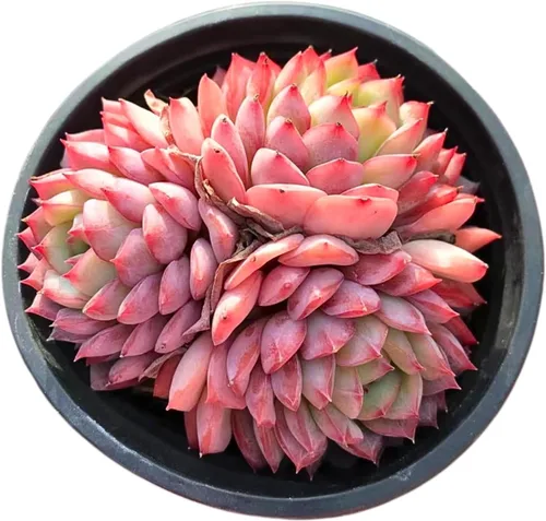 Miniatura 4 de Echeveria Desert Rose - Racimo - Suculenta viva - 2.5 pulgadas - Tolerante a la sequía, bajo mantenimiento, ideal para interiores y exteriores