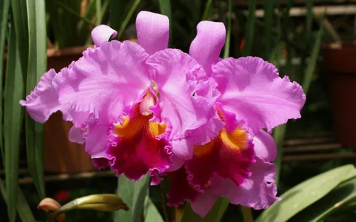 Miniatura 6 de Cattleya Orchid Hawaiian Starter Plants LL110 - 3 unidades de 4 a 6 pulgadas de alto, enraizadas en maceta de 2.5 pulgadas sin floración