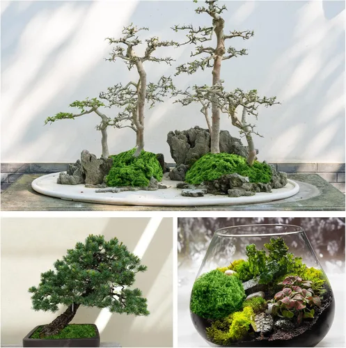 Miniatura 3 de Draupnir Musgo Verde Falso para Plantas de Interior, 5.3OZ Musgo Falso para Manualidades Conservado para DIY, Decoración de Centros de Mesa, Verde