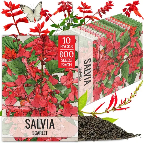 Miniatura 14 de Seed Needs, semillas de salvia roja escarlata - 800 semillas de variedad antigua para plantar Salvia coccinea - Flor silvestre perenne para un