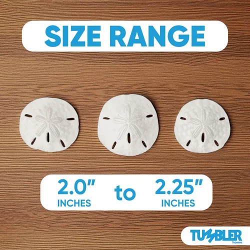 Miniatura 2 de Tumbler Home Dólares de arena blanca de 2 a 2.25 pulgadas, juego de 12 dólares de arena para boda, hechos a mano y empaquetados profesionalmente