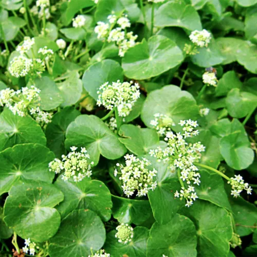 Miniatura 5 de 500 semillas orgánicas prémium de Centella Asiática, Rau Ma, Pennywort, Gotu Kola, semillas de Kodavan - Semillas de hierbas comestibles