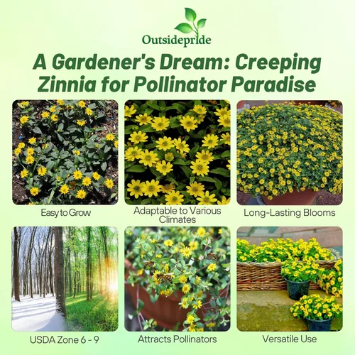 Miniatura 2 de Outsidepride Semillas de zinnia rastreras – 2000 semillas anuales de flores para plantar al aire libre, fáciles de cultivar, tolerantes a la sequía