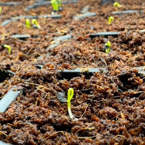 Miniatura 2 de Semillas de cebolla roja - 500 semillas para plantar - Variedad de verduras de jardín de bulbo redondo