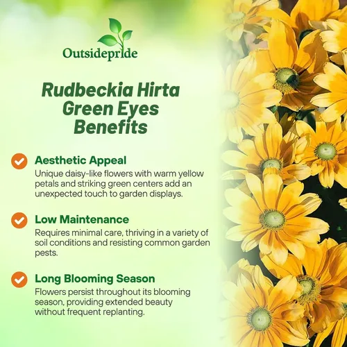 Miniatura 3 de Outsidepride Green Eyes Rudbeckia Seeds - 5000 unidades. Semillas de flores anuales, fáciles de cultivar y auto-siembradas para plantar flores