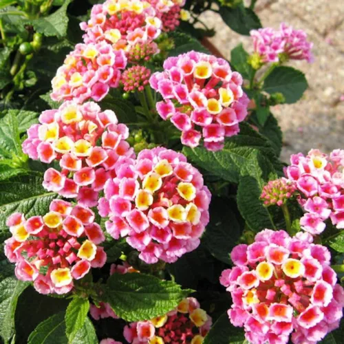 Miniatura 3 de 2 plantas Lantana vivas, en maceta, color rosa brillante, plantas vivas para plantar al aire libre, plantas Lantana arrastradas, planta Lantana