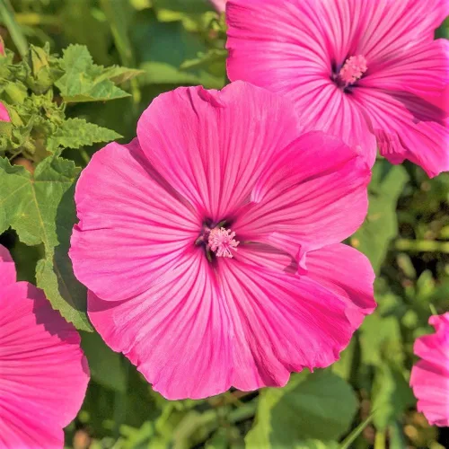 TomorrowSeeds - Semillas de malva rosa rosa - Más de 1800 unidades - para plantar 2026 Malva Trimestris Anual Hibisco Árbol Común Malva Malva Malva