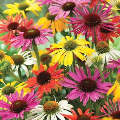 Miniatura 2 de Semillas de equinácea mixtas para plantar: flores de equinácea fáciles de cultivar (1,000 semillas)