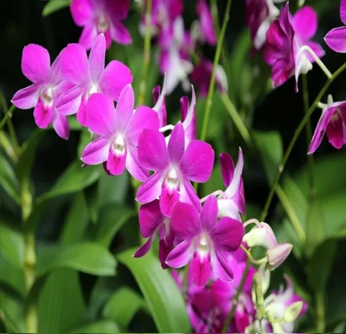 Miniatura 8 de Dendrobium - Plantas hawaianas para orquídeas, 2 unidades, 4-6 pulgadas, de altura enraizada en maceta de 2.5 pulgadas, sin floración, D2