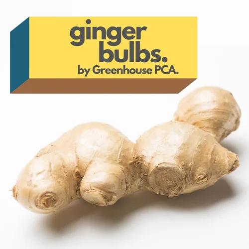 Comienza la planta de raíz de jengibre culinaria fresca, ideal para comer fresco para sushi, cocinar, saludable y sabroso. Fácil de cultivar