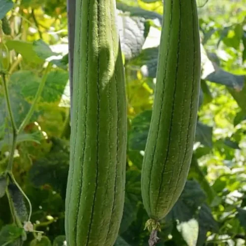Miniatura 3 de ZEshops 30 semillas de calabaza Luffa Chubby Pier - Vegetal de lufa tradicional sin OMG para plantar en jardines domésticos, enrejados y espacios