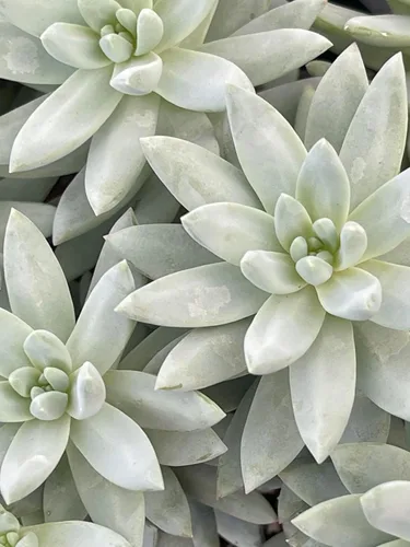 Miniatura 6 de Planta Suculenta Burrito Azul Sano Sedeveria para Interior - Plantas Suculentas Vivas - Totalmente Enraizada en Maceta de 4 Pulgadas - Suculentas