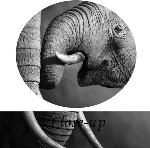 Miniatura 5 de KREATIVE ARTS - Lienzo de elefante blanco y negro, decoración de pared, pintura de animales, impresiones para sala de estar, oficina, impresiones