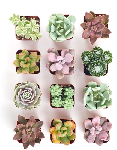 Miniatura 3 de Shop Succulents Colección Soft Hue Surtido de plantas suculentas de interior seleccionadas a mano, totalmente arraigadas en tono pastel, paquete
