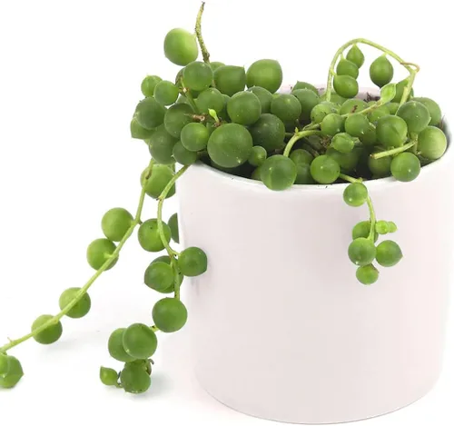 Miniatura 7 de String of Pearls Senecio Rowleyanus (maceta de plástico de 2 pulgadas) – La mejor planta de interior para decoración de hogar y oficina