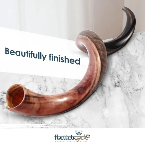 Miniatura 3 de HalleluYAH Shofar Kosher original de cuerno Kudu medio pulido de Israel