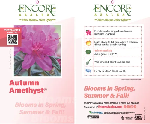 Miniatura 5 de Autumn Amethyst Encore Azalea (1 galón) - Arbusto con flores moradas y rosas - Plantas de rododendro que reflorecen