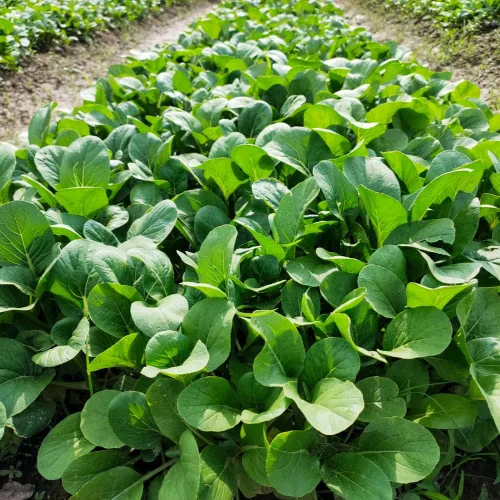 Miniatura 9 de Pak Choi (Bak Choi) (100 semillas)