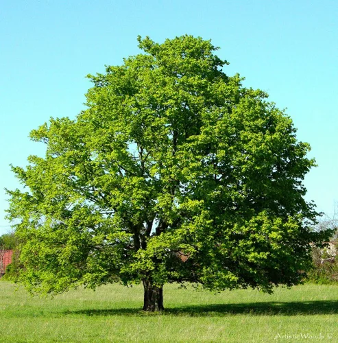 Miniatura 3 de Árbol de sombra de arce rojo americano, planta viva enviada de 2 a 3 pies de alto por DAS Farms