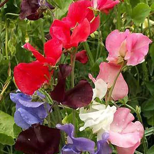 Sweet Pea Early Multiflora Mix - 1 onza - Polinizado abierto - Sin OMG - Semillas anuales de jardinería de flores fragantes