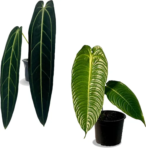 LEAL PLANTS ECUADOR Anthurium Warocqueanum + Veitchii (paquete de 2) paquete de plantas de interior | Rare Queen & King Anthurium Hybrid|Plantas de