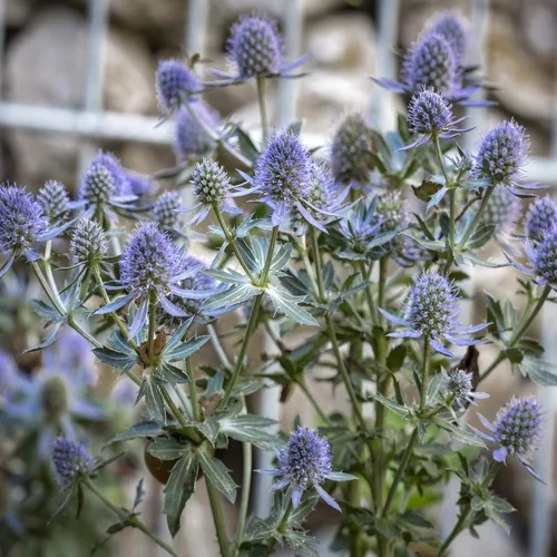 Miniatura 7 de Outsidepride 5000 Semillas Perennes Silver Blue Eryngium Planum Sea Holly Blue Flower Seeds para plantar