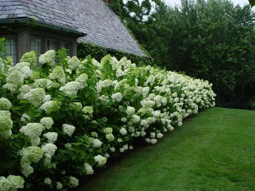 Miniatura 2 de Limelight Hydrangea Paniculata - Planta viva enviada de 1 a 2 pies de alto por DAS Farms