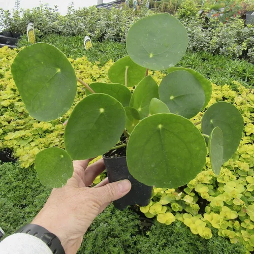 Miniatura 2 de Pilea peperomioides, dinero chino, panqueques o planta para compartir, planta de interior, perenne con interés arquitectónico para feng Shui