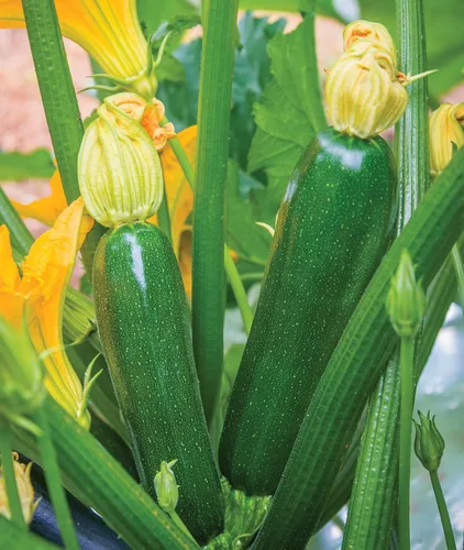 Miniatura 5 de Burpee - Semillas de calabacín de verano, variedad “Best”, 20 semillas