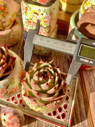 Miniatura 3 de Echeveria Agavoides - Kit de suculentas de dragón azul, con maceta de plástico, 1 cabeza de 2 pulgadas, planta viva de 2 pulgadas, suelo comprimido