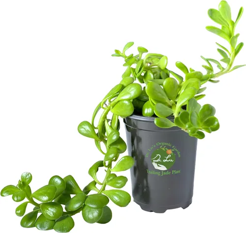Planta de jade colgante orgánica de Dr. Lu | Planta de jade rara | Plantas suculentas vivas | Plantas purificadoras de aire para interior | Plantas