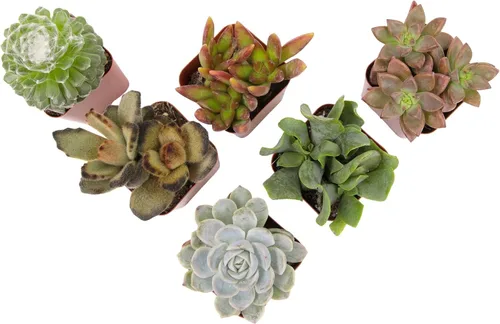 Paquete de plantas suculentas vivas (paquete de 6), plantas suculentas reales y mini plantas para principiantes, plantas de casa vivas, mini