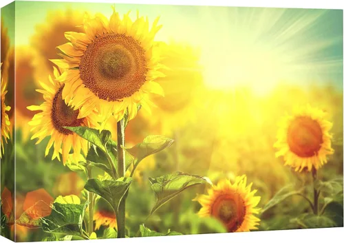 Miniatura 20 de SIGNFORD Lienzo impreso para pared, bosque brumoso, amanecer, bosques encantados y luz matutina, fotografía, realismo, decorativo, escénico