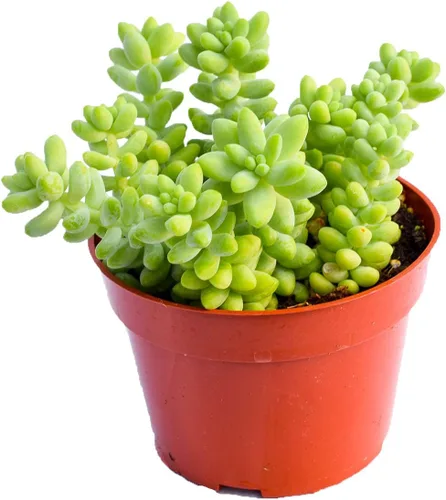 Planta suculenta de cola de burro viva – Planta suculenta grande de 4 pulgadas – Cola de burro totalmente enraizada (Sedum Morganianum) – Mercado de