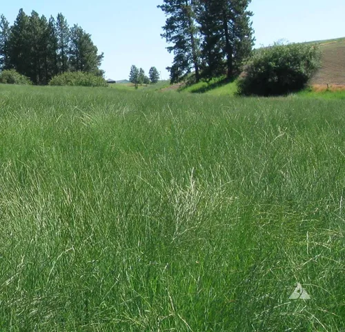 Miniatura 7 de Outsidepride Western Native Grass Seed Mix - Mezcla perenne de temporada cálida y fresca, semillas de césped tolerantes a la sequía para paisajismo
