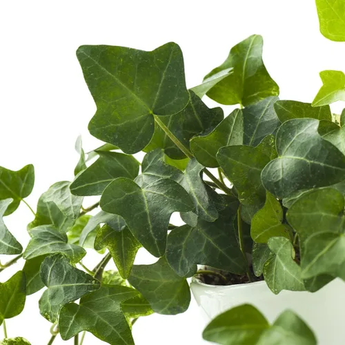 Miniatura 4 de American Plant Exchange Paquete de 2 macetas de hiedra inglesa, paquete de 2 macetas de 4 pulgadas, plantas de interior verdes y abigarradas